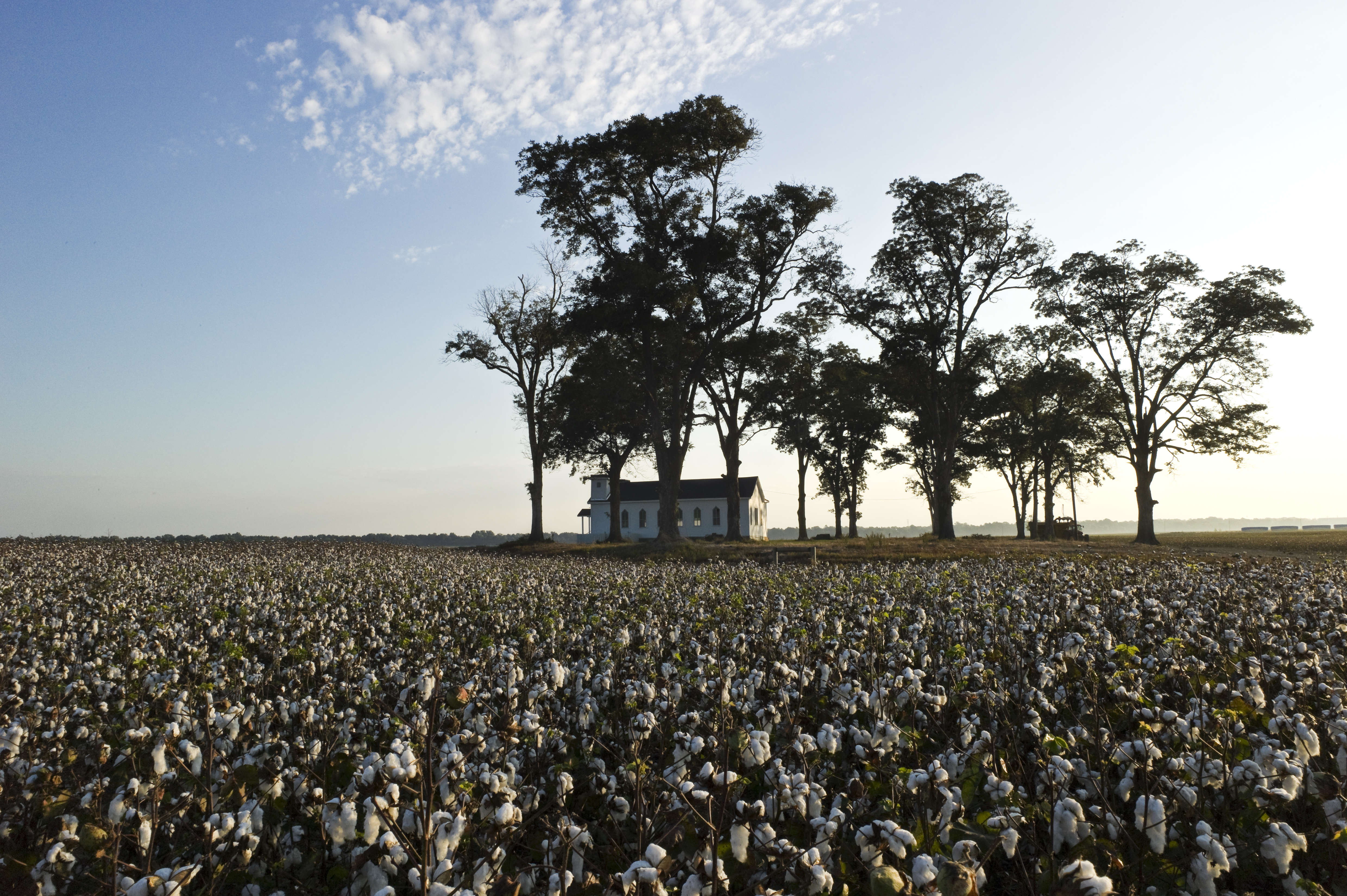 A small white chapel sits in a small grove of trees in the middle of a field of cotton.